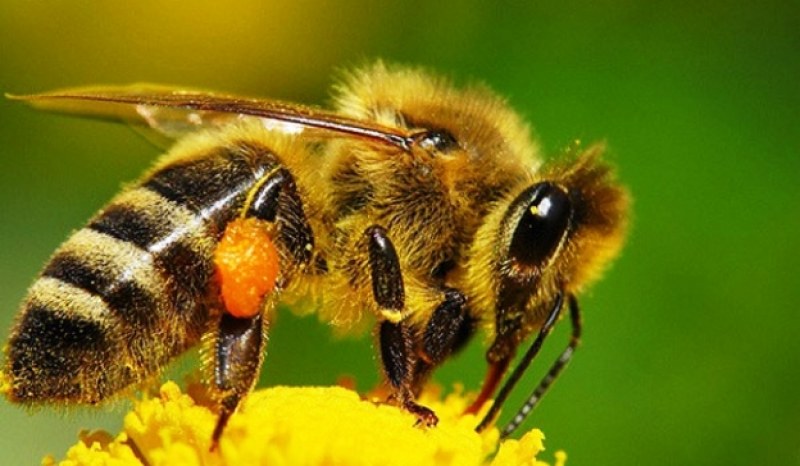 Пчеларите на Перущица обсъждат как да опазят пчелите от отравяне