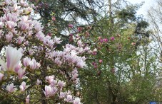 s-tsviat-magnoliia-i-aromat-vishna-075.jpg