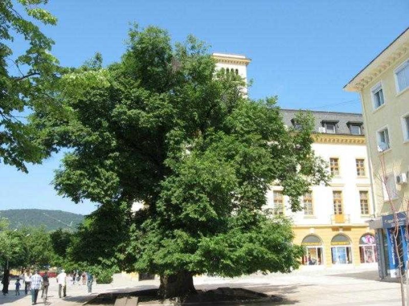 Фиданка от хилядолетен бряст пусна корени в Раковски, дръвчето е природен феномен