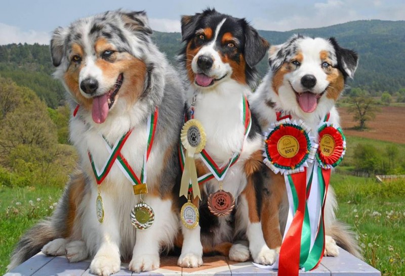 600 породисти кучета от цял свят ще дефилират на изложба край Пловдив СНИМКИ