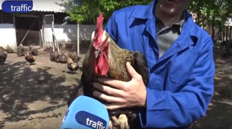 Кокошки гиганти отглежда зооинженер от село Катуница