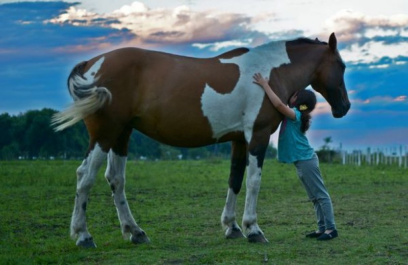 Откриват база за терапевтична конна езда в Пловдив