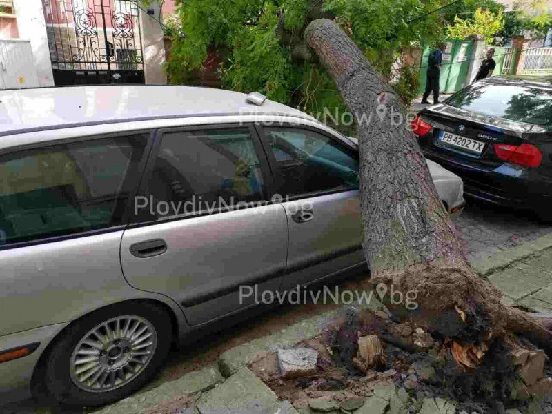 Дърво се стовари върху кола в центъра на Пловдив