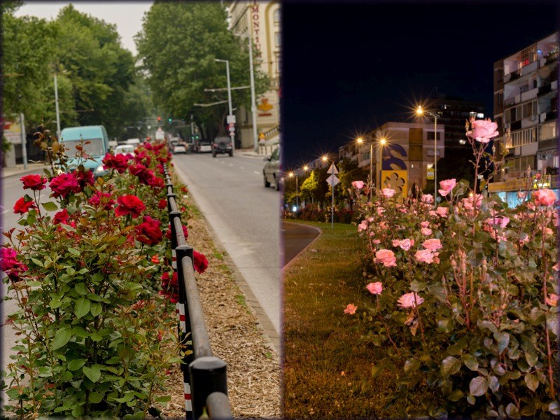 Пловдивските булеварди се превърнаха в истинска розова градина ФОТОГАЛЕРИЯ