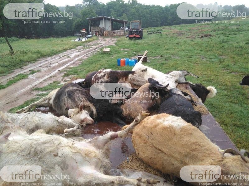 Арестуваха хисарски земеделец, прегазил 10 ярета и кози, защото му изпочупили розите