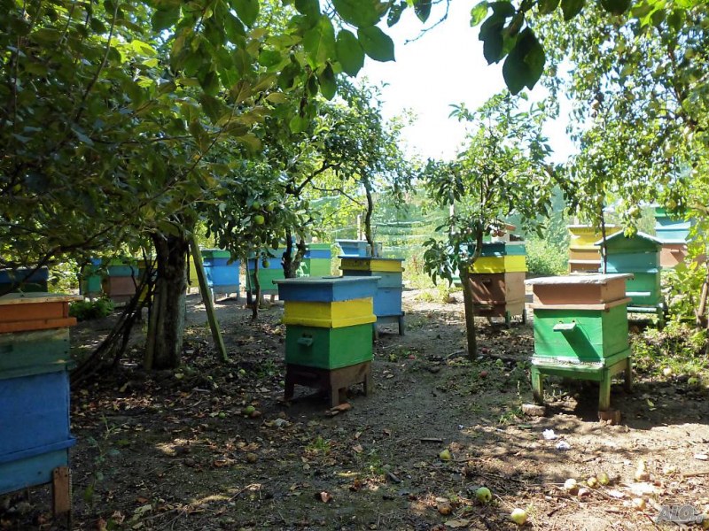 Откраднаха кошерите на пчелар край Асеновград