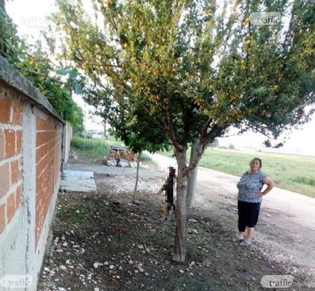 Нечовешка жестокост в Раковски! Жена обеси кученце на дърво