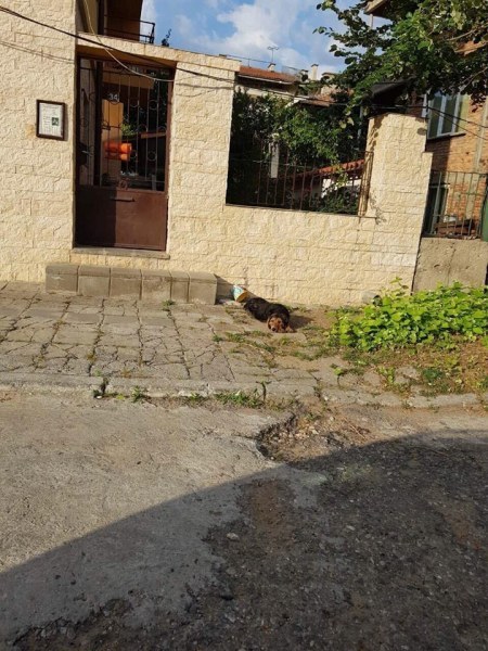 Родителите на 8-годишното дете, нахапано от куче в Асеновград, ще съдят общината