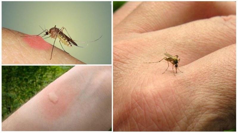 Ето 11 натурални аромата, които ще ни спасят от комарите