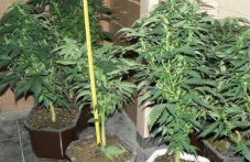 arestuvaha-dilar-otglezhdal-marihuana-633.jpg