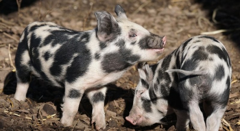 Предпазни мерки срещу африканската чума по свинете вземат в Раковски