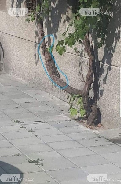 Огромен смок се е заселил в блок в центъра на Пловдив, хората са в паника