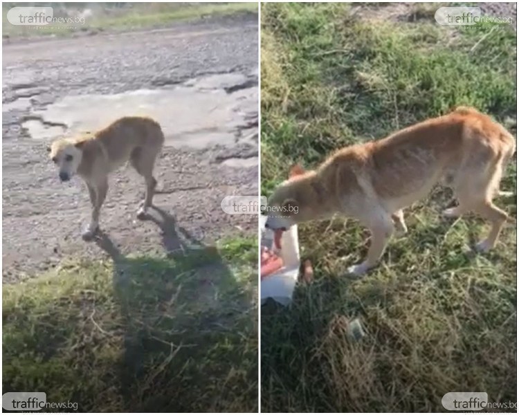 Изхвърлено край Първомай куче умира от глад, но чака стопанина си