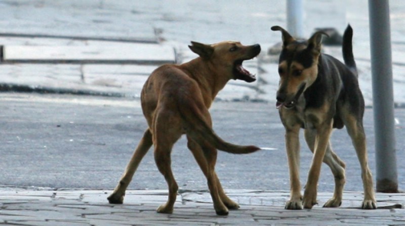 Зооветеринари уловиха 6 бездомни кучета в Асеновград, а от началото на годината -  общо 43