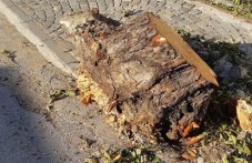 Дърво падна в Пловдив, едва не уби човек darvo-padna-plovdiv-edva-ne-ubi-chovek-060.jpg