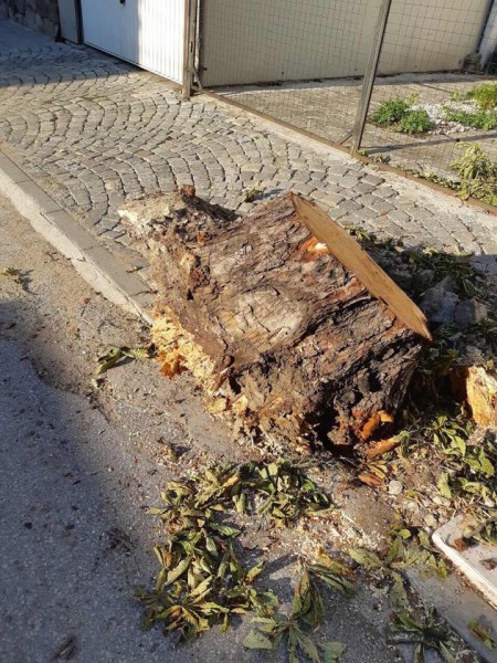 Дърво падна в Пловдив, едва не уби човек