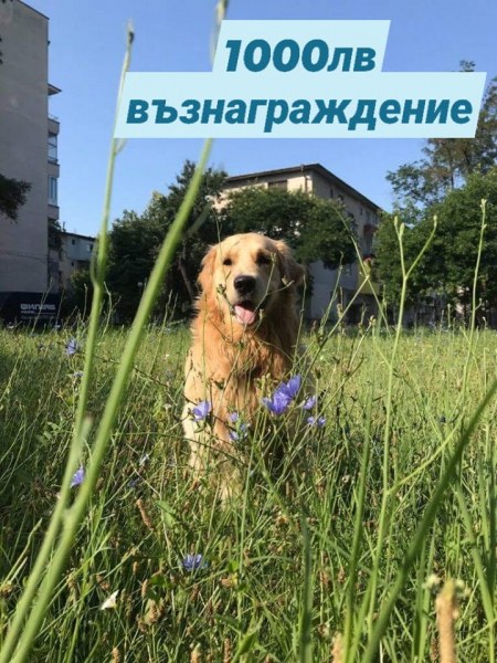 Красивият Бернард за съжаление все още не е намерен