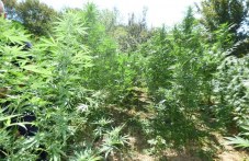 razkriha-baza-proizvodstvo-marihuana-749.jpg