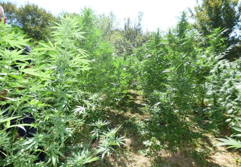 Разкриха база за производство на марихуана край Карлово, двама са в ареста