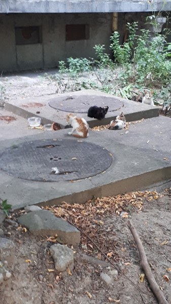 Бездомни котета в Пловдив остават без храна, организация моли да помогнем
