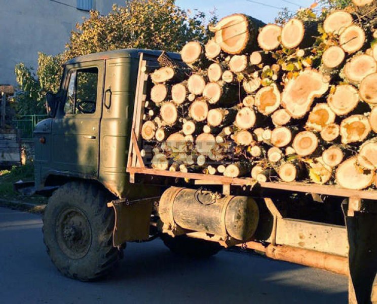 Спират заради чумата добива и транспортирането на дървесина в общините Перущица, Кричим и “Родопи“