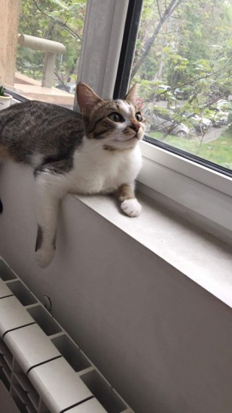 Котето Николета изчезна в Кършияка, стопаните дават възнаграждение