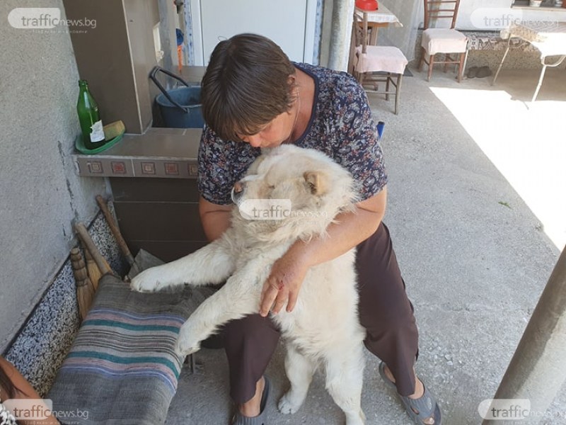 Питбулите, нахапали жена в Пловдив, и друг път са нападали нея и кучето й
