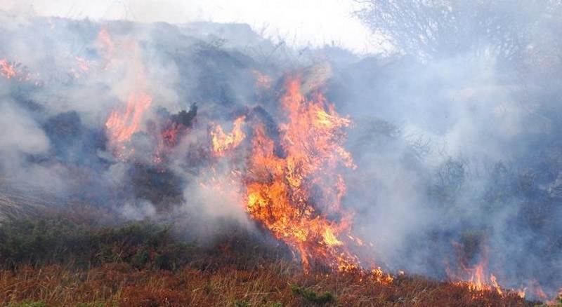 Голям пожар избухна в гората край пловдивски язовир