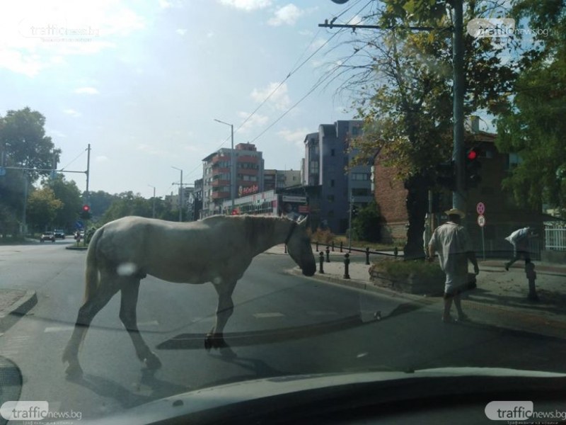 Кон пресече на зелено бул. “6-и септември“ навръх празника
