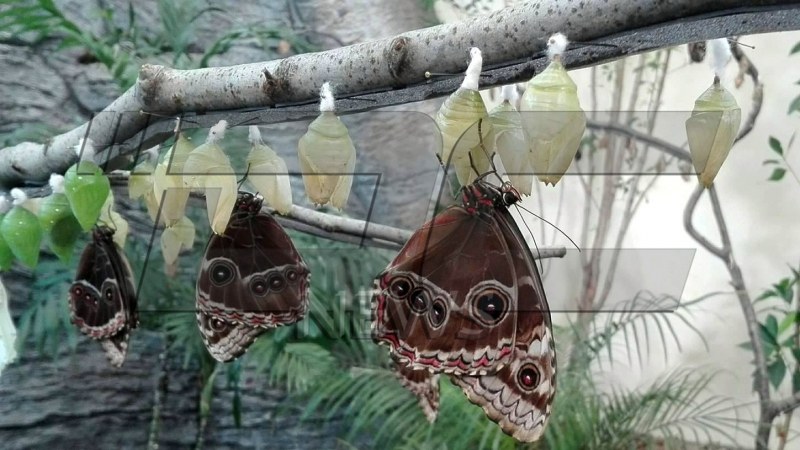 Ценна кралска пеперуда каца за втория рожден ден на зала “Тропик“ в Природонаучния музей