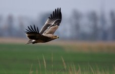 evropeiskite-dni-ptitsite-dolitat-041.jpg
