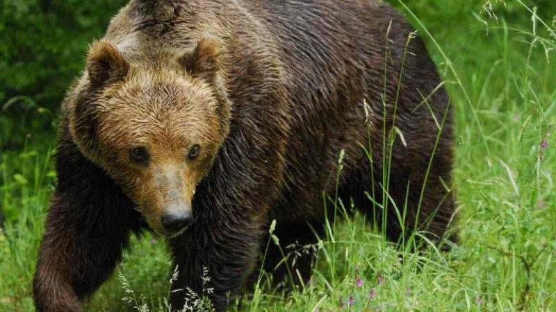 Направиха есенно преброяване на кафявите мечки край села в Родопите