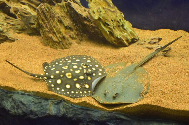 Природонаучният музей в Пловдив представя най-отровните риби на планетата