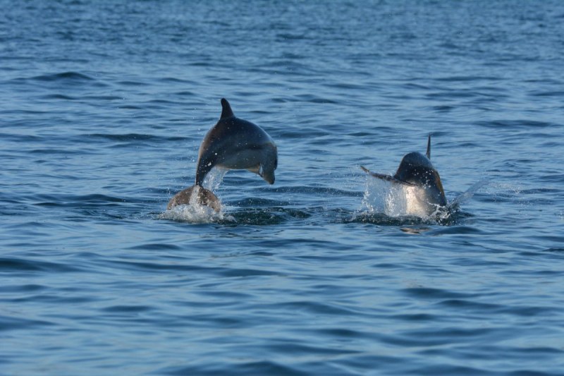 Пловдив отбелязва Международния ден на Черно море с интересна лекция за делфините