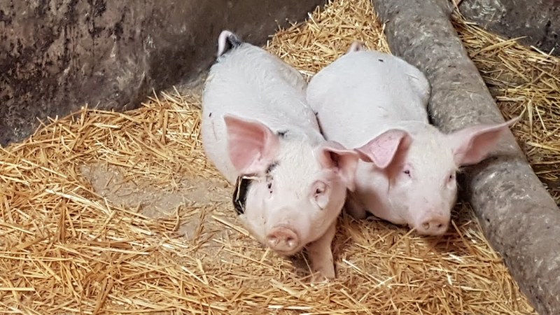 Разрешават до 3 прасета в личните стопанства и не повече от 200 във фермите