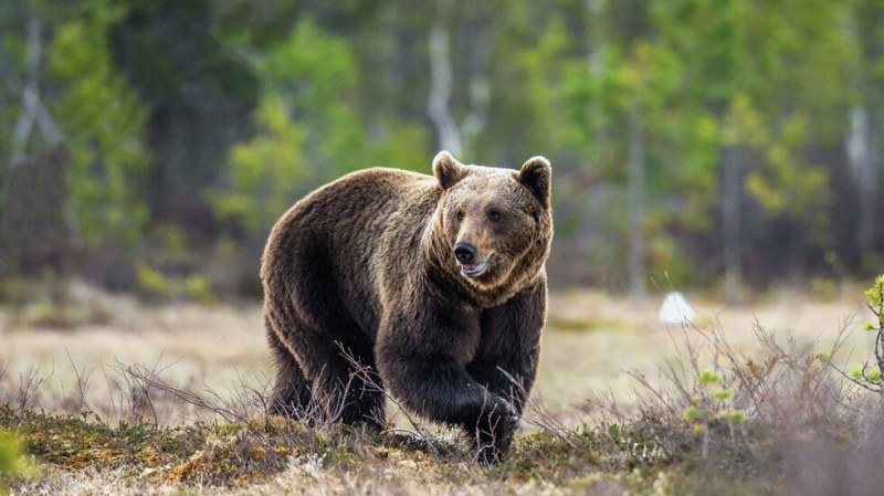Сопотненци се плашат от мечката, горското обмисля да я пусне за отстрел