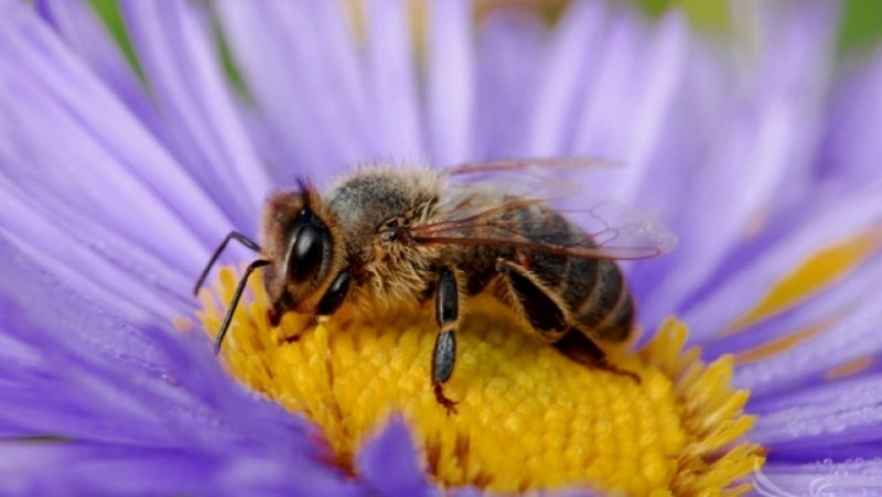 Забраниха използването на четвърти пестицид, опасен е и за пчелите, и за хората