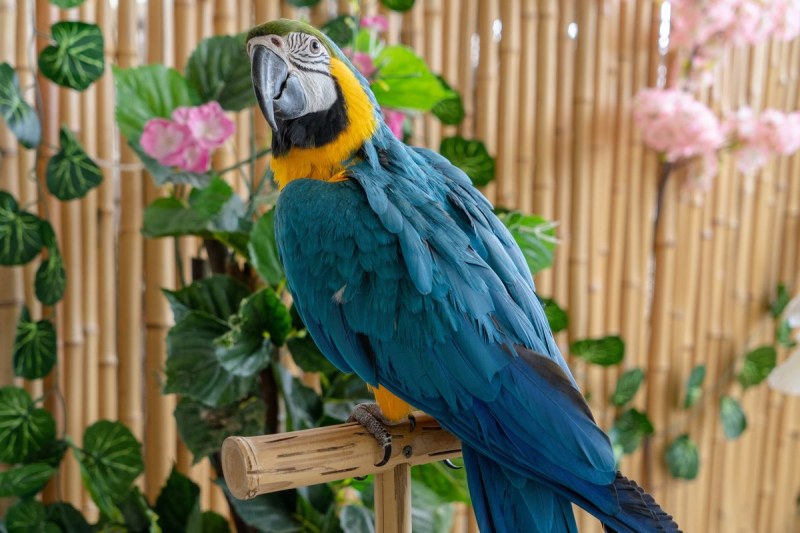 До понеделник в Пловдив може да се видят на живо над 20 вида от най-редките и екзотични птици на света