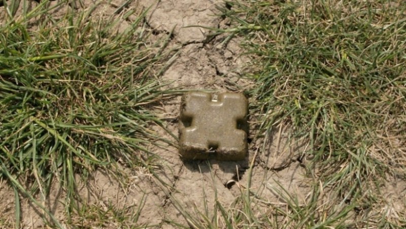 Ваксинират дивите хищници срещу бяс в 23 области на страната