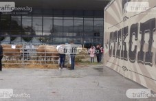 kravi-i-ovtse-posreshtat-240.jpg