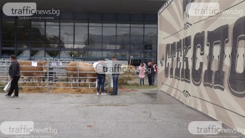 Крави и овце посрещат представителите на ОИК в Панаира, палата №3 - без отопление