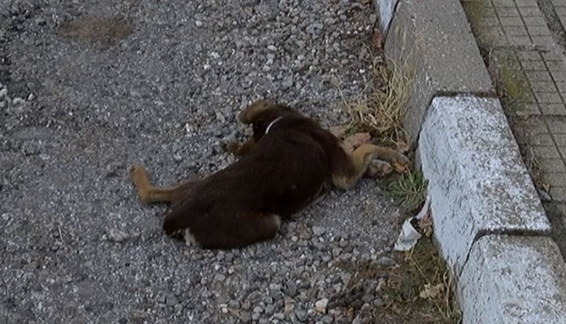 Неизвестен трови кучета в асеновградски квартал