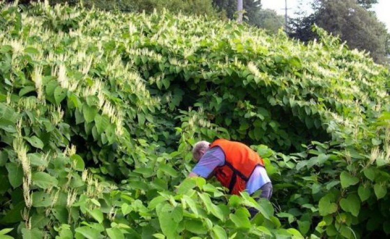 Опасни растения превземат терени в Пловдивско