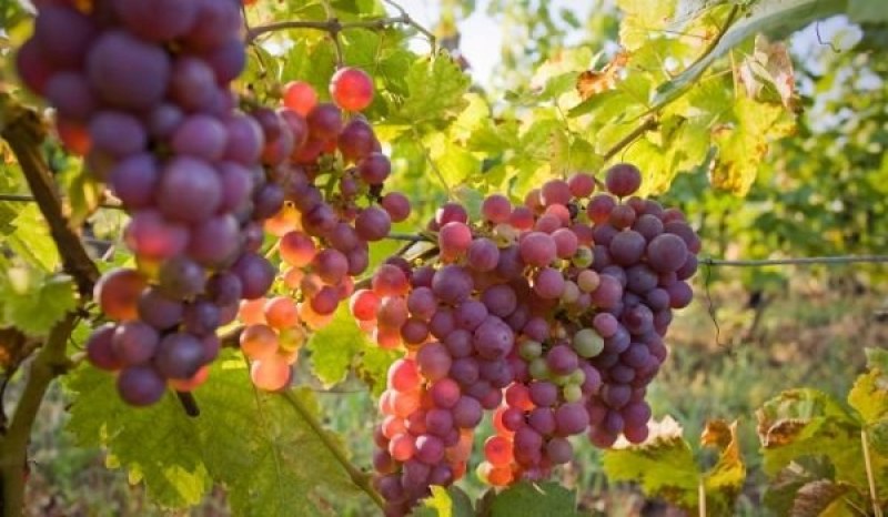 Производителите на грозде в Пловдивско задължително обявяват реколта 2019, заплашват ги глоби