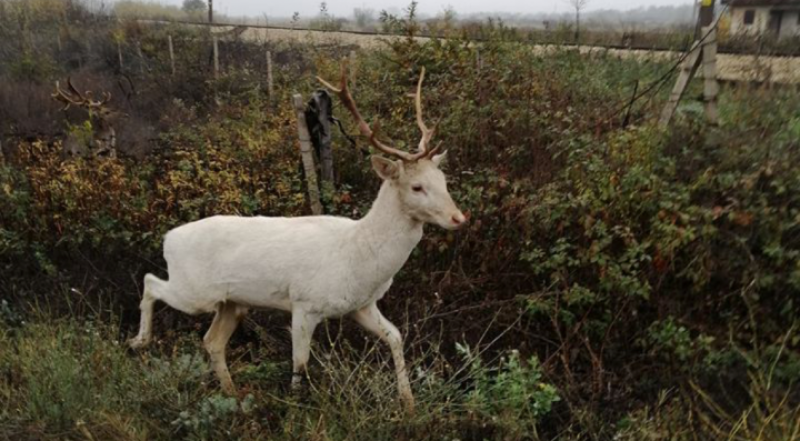 Белият елен, станал любимец на карловци, продължава да обикаля Подбалкана