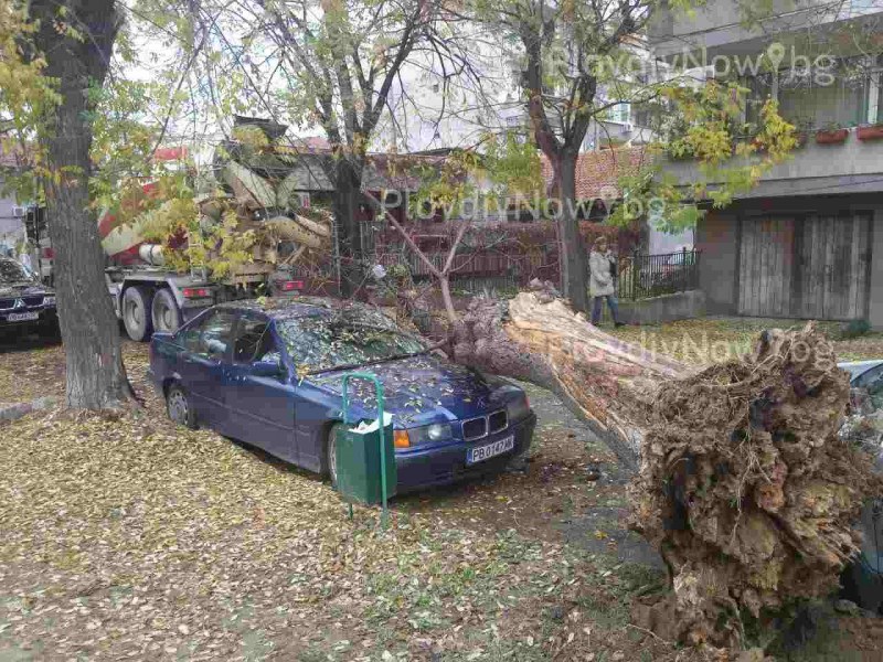 Огромно дърво се стовари върху БМВ в Пловдив, на метри от училище и детска градина