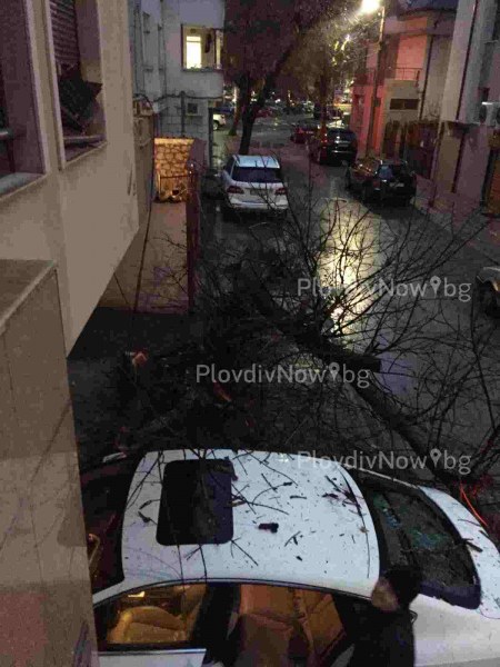 Опасно дърво се стовари върху кола в Пловдив