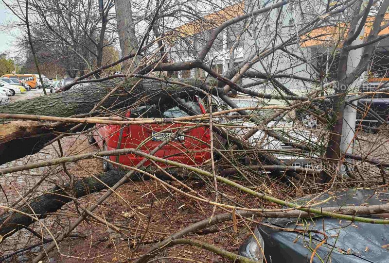 Дърво се разцепи и огромен клон се стовари върху 4 коли в Пловдив