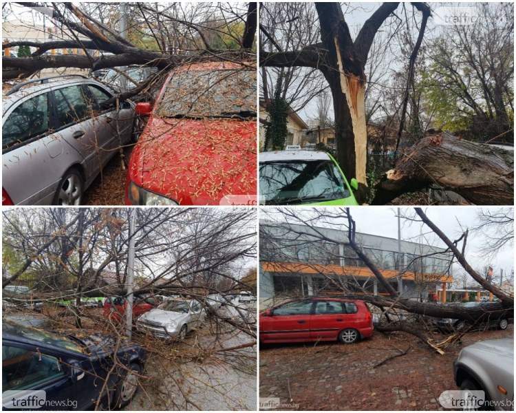Собственици на премазаните коли в Пловдив: Дървото се вижда, че е изгнило! Останахме без автомобили