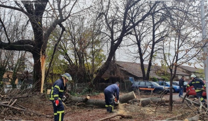 Светкавична реакция на полицията и пожарната в Пловдив, освободиха смачканите коли от падналото дърво